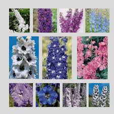 Attēlu rezultāti vaicājumam “Delphinium elatum  fruit”