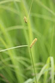 Attēlu rezultāti vaicājumam “Carex loliacea”