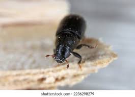 Attēlu rezultāti vaicājumam “Tomicus minor”