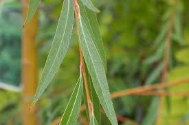 Attēlu rezultāti vaicājumam “Salix x sepulcralis”