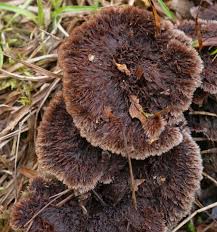 Attēlu rezultāti vaicājumam “Thelephora terrestris”
