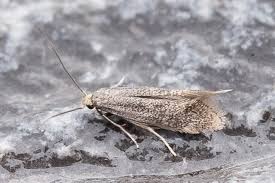 Attēlu rezultāti vaicājumam “Elachistidae”