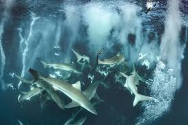 Image result for Carcharhinus brachyurus
