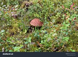 Attēlu rezultāti vaicājumam “Leccinum vulpinum”