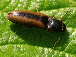 Attēlu rezultāti vaicājumam “Dalopius marginatus”