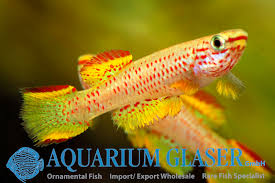 Image result for Aphyosemion