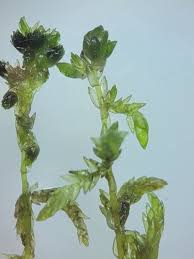 Attēlu rezultāti vaicājumam “Sphagnum platyphyllum”