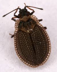 Attēlu rezultāti vaicājumam “Acalypta carinata”