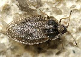 Attēlu rezultāti vaicājumam “Acalypta carinata”