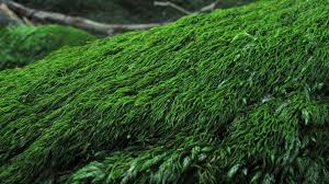 Attēlu rezultāti vaicājumam “Pterigynandrum filiforme”