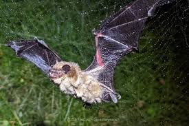 Attēlu rezultāti vaicājumam “Eptesicus serotinus”