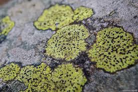 Attēlu rezultāti vaicājumam “Rhizocarpon geographicum”