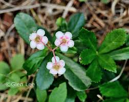 Attēlu rezultāti vaicājumam “Chimaphila umbellata flower”