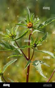 Attēlu rezultāti vaicājumam “Bidens tripartita flower”