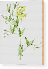 Attēlu rezultāti vaicājumam “Lathyrus pratensis”