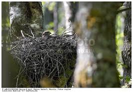 Attēlu rezultāti vaicājumam “Buteo buteo nest”