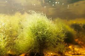 Attēlu rezultāti vaicājumam “Batrachospermum moniliforme”