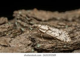 Attēlu rezultāti vaicājumam “Diurnea fagella”