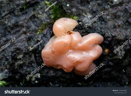 Attēlu rezultāti vaicājumam “Myxarium nucleatum”