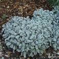 <b>Tanacetum</b> haradjanii at San