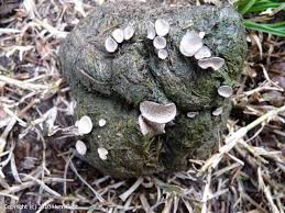 Attēlu rezultāti vaicājumam “Poronia punctata”