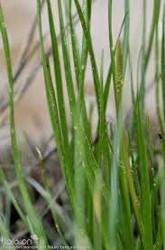 Attēlu rezultāti vaicājumam “Triglochin maritimum”