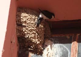 Attēlu rezultāti vaicājumam “Delichon urbicum nest”