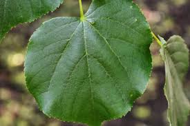 Attēlu rezultāti vaicājumam “Tilia cordata leaf”