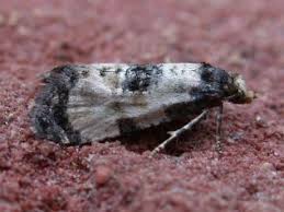 Attēlu rezultāti vaicājumam “Cochylis dubitana”