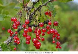 Attēlu rezultāti vaicājumam “Ribes rubrum”