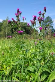 Attēlu rezultāti vaicājumam “Serratula tinctoria flower”