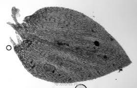 Attēlu rezultāti vaicājumam “Platyhypnidium riparioides”