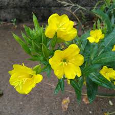 Attēlu rezultāti vaicājumam “Oenothera biennis flower”