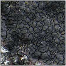 Attēlu rezultāti vaicājumam “Verrucaria hydrela”