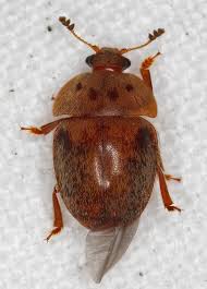 Attēlu rezultāti vaicājumam “Cychramus variegatus”