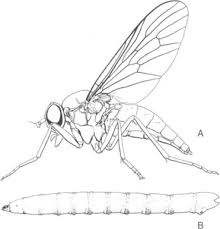 Attēlu rezultāti vaicājumam “Chironomidae imago”