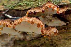 Attēlu rezultāti vaicājumam “Ischnoderma benzoinum”