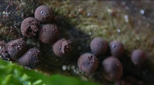 Attēlu rezultāti vaicājumam “Enerthenema papillatum”