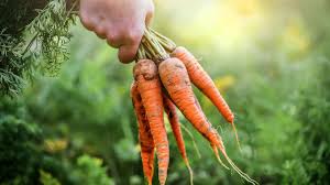 Image result for Möhren