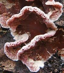 Attēlu rezultāti vaicājumam “Chondrostereum purpureum”