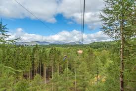 Image result for Go Ape! Grizedale