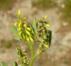 Attēlu rezultāti vaicājumam “Melilotus wolgicus”