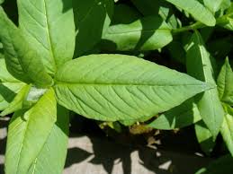 Attēlu rezultāti vaicājumam “Lysimachia thyrsiflora leaf”