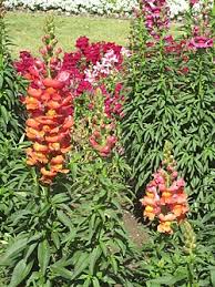 Attēlu rezultāti vaicājumam “Antirrhinum majus leaf”