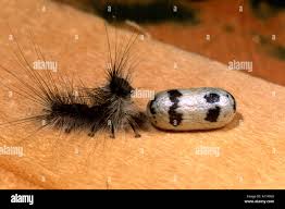 Attēlu rezultāti vaicājumam “Ichneumonidae cocoon”