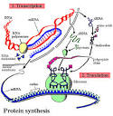 Protein Synthesis