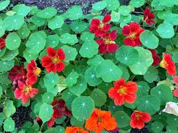 Image result for Tropaeolum majes