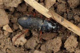 Attēlu rezultāti vaicājumam “Pseudoophonus rufipes”