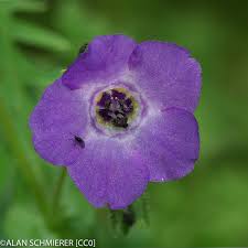 Attēlu rezultāti vaicājumam “Festuca altissima flower”