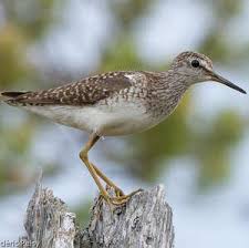 Attēlu rezultāti vaicājumam “Tringa glareola adult”